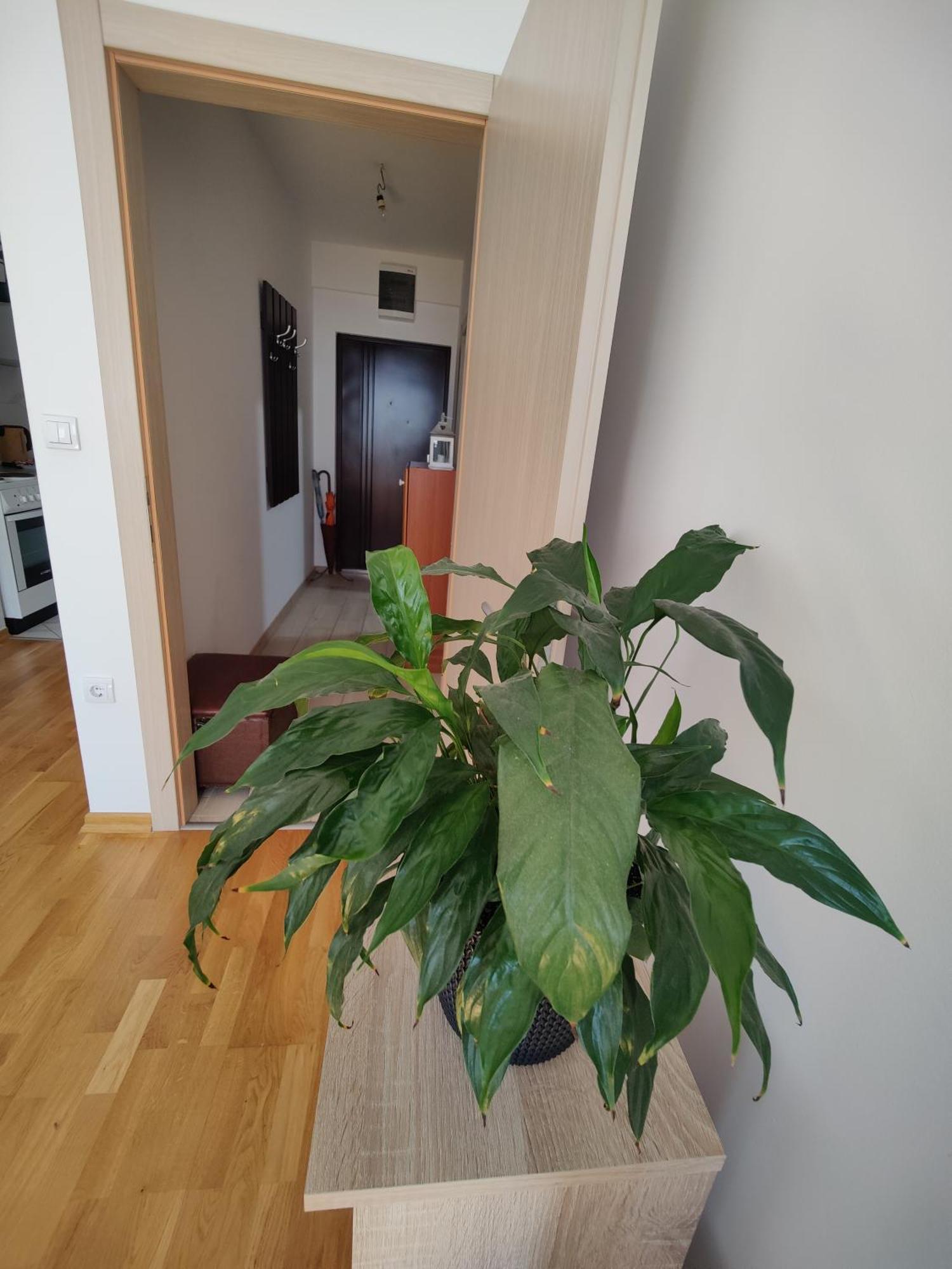 Apartman Aleksic Ni Extérieur photo