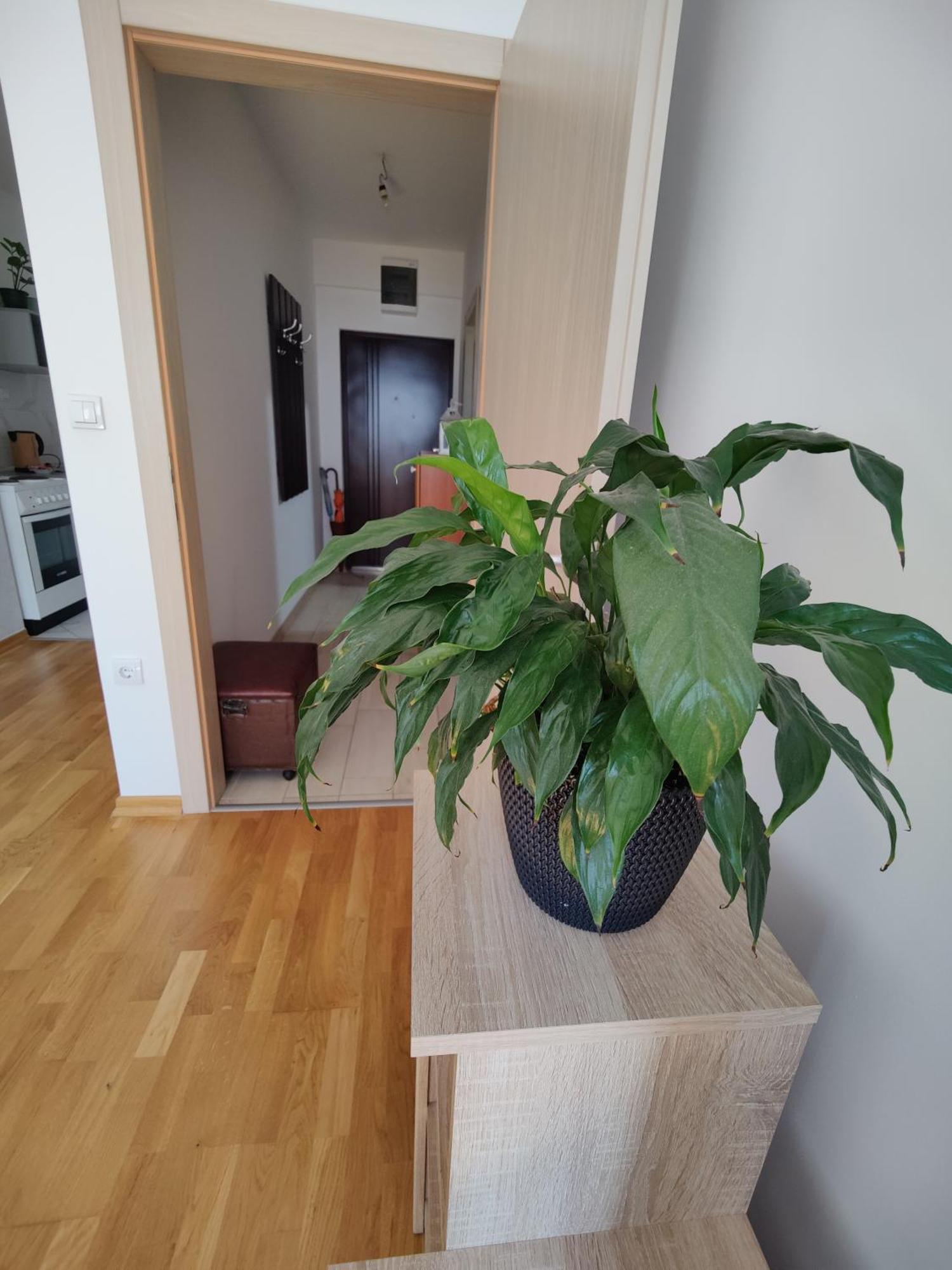 Apartman Aleksic Ni Extérieur photo
